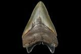 Fossil Megalodon Tooth #130712-2